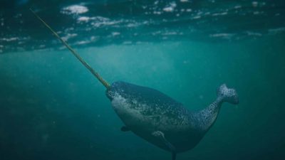 Why Narwhals Can’t Be Kept in Aquariums – The Dark Truth Revealed