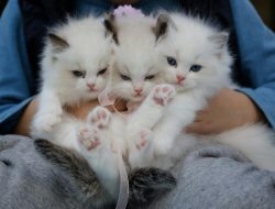 Discover the Perfect Small Pet for Your Lifestyle!
