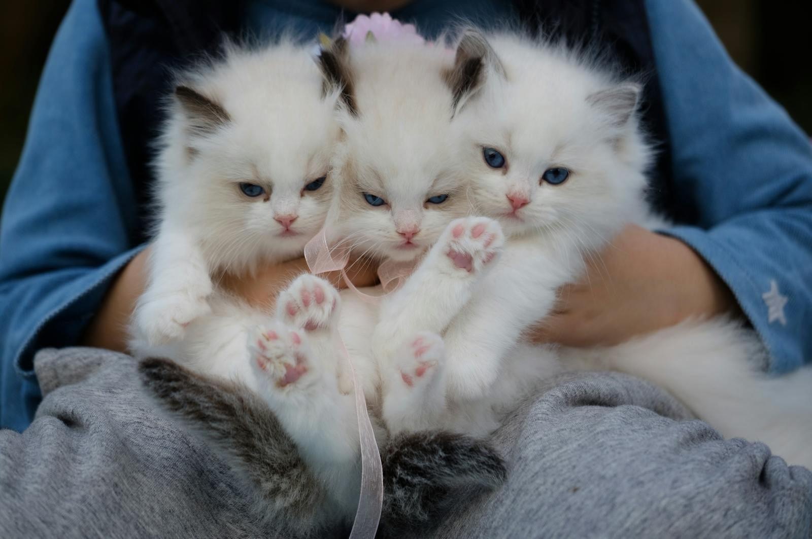 Discover the Perfect Small Pet for Your Lifestyle!