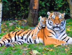 How Tigers Walk the Line Between Solitude and Social Bonds
