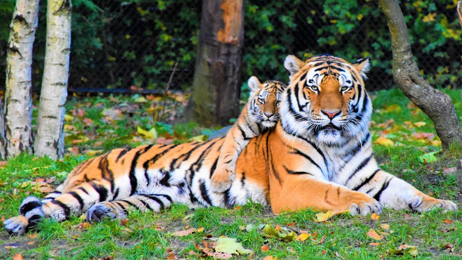How Tigers Walk the Line Between Solitude and Social Bonds