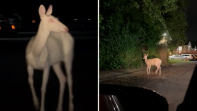 Mysterious Creature Spotted by Driver at 4 AM Prowling Apartment Complex