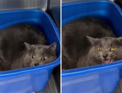Shelter Reveals the Heartbreaking Truth Owners Overlook When Surrendering Their Pets Shelter Reveals the Heartbreaking Truth Owners Overlook When Surrendering Their Pets