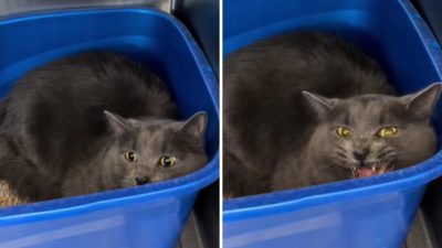 Shelter Reveals the Heartbreaking Truth Owners Overlook When Surrendering Their Pets