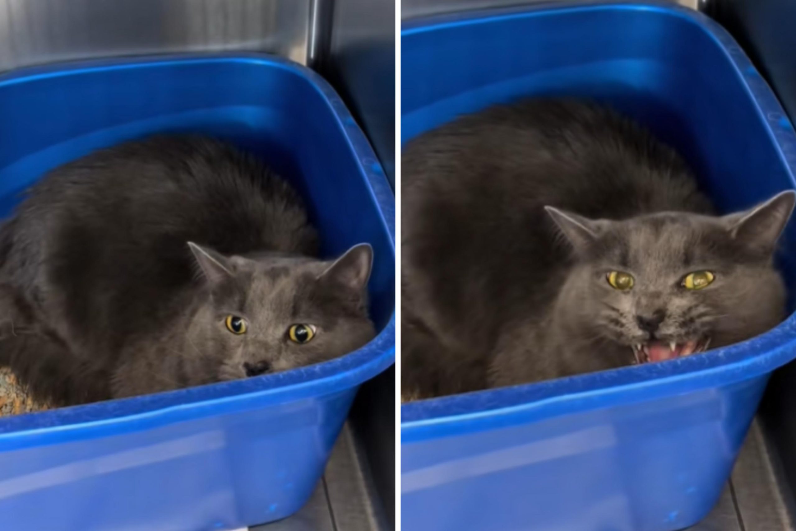 Shelter Reveals the Heartbreaking Truth Owners Overlook When Surrendering Their Pets