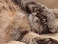 Cats Love Napping on Their Left Side, But Why? Unveiling the Cute Quirk Cats Love Napping on Their Left Side, But Why? Unveiling the Cute Quirk