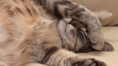 Cats Love Napping on Their Left Side, But Why? Unveiling the Cute Quirk