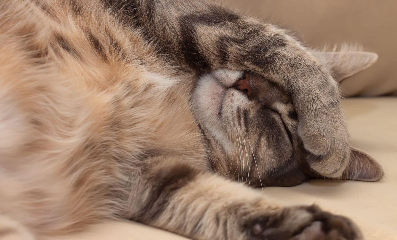 Cats Love Napping on Their Left Side, But Why? Unveiling the Cute Quirk