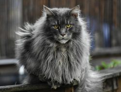 Ragdolls vs. Maine Coons: Which Fuzzy Titan Reigns Supreme in Cuddles? Ragdolls vs. Maine Coons: Which Fuzzy Titan Reigns Supreme in Cuddles?