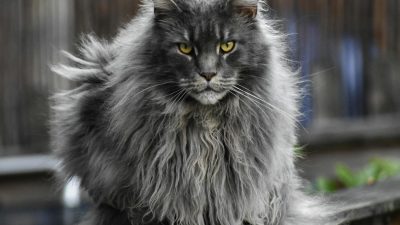 Ragdolls vs. Maine Coons: Which Fuzzy Titan Reigns Supreme in Cuddles?
