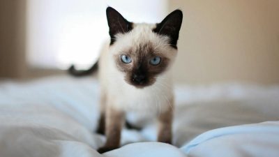 Siamese Secrets Unveiled: Why This Timeless Breed Still Captivates Hearts