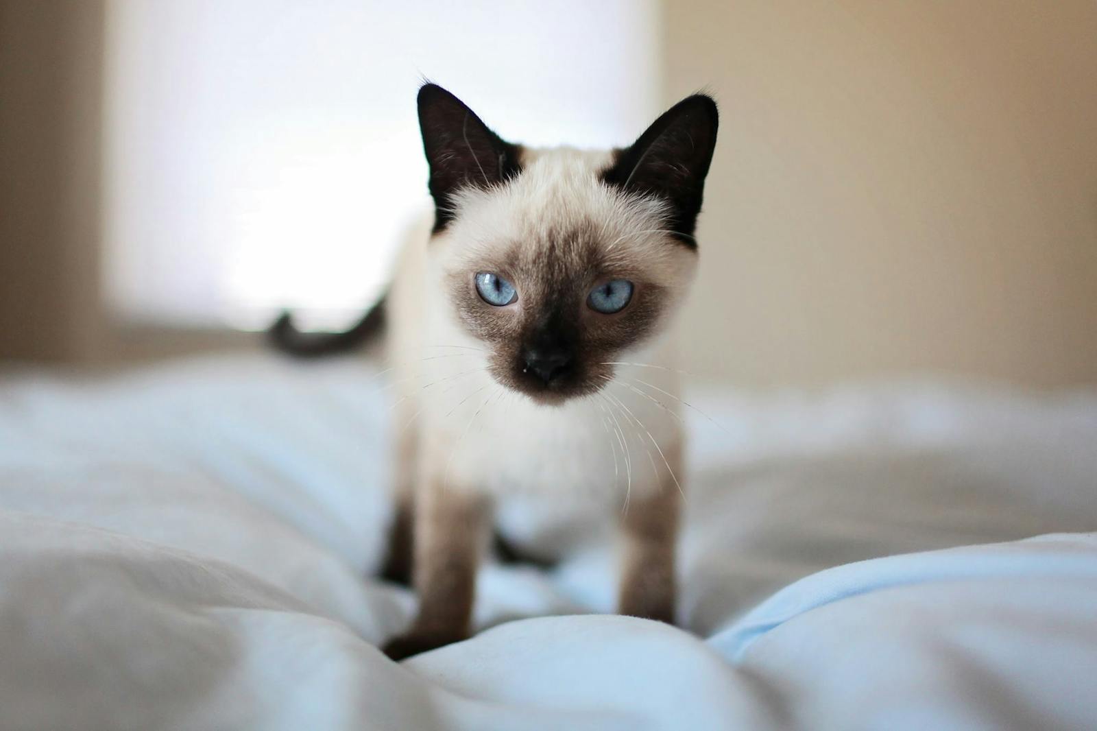Siamese Secrets Unveiled: Why This Timeless Breed Still Captivates Hearts