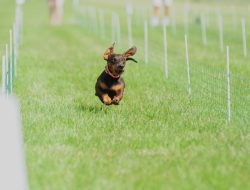 Germany’s Speediest Dachshund Crowned After contentious Race Germany’s Speediest Dachshund Crowned After contentious Race