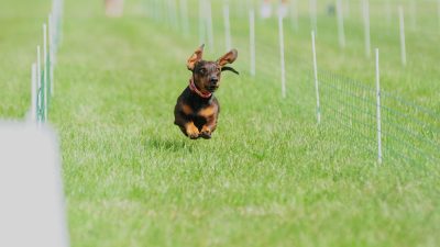 Germany’s Speediest Dachshund Crowned After contentious Race