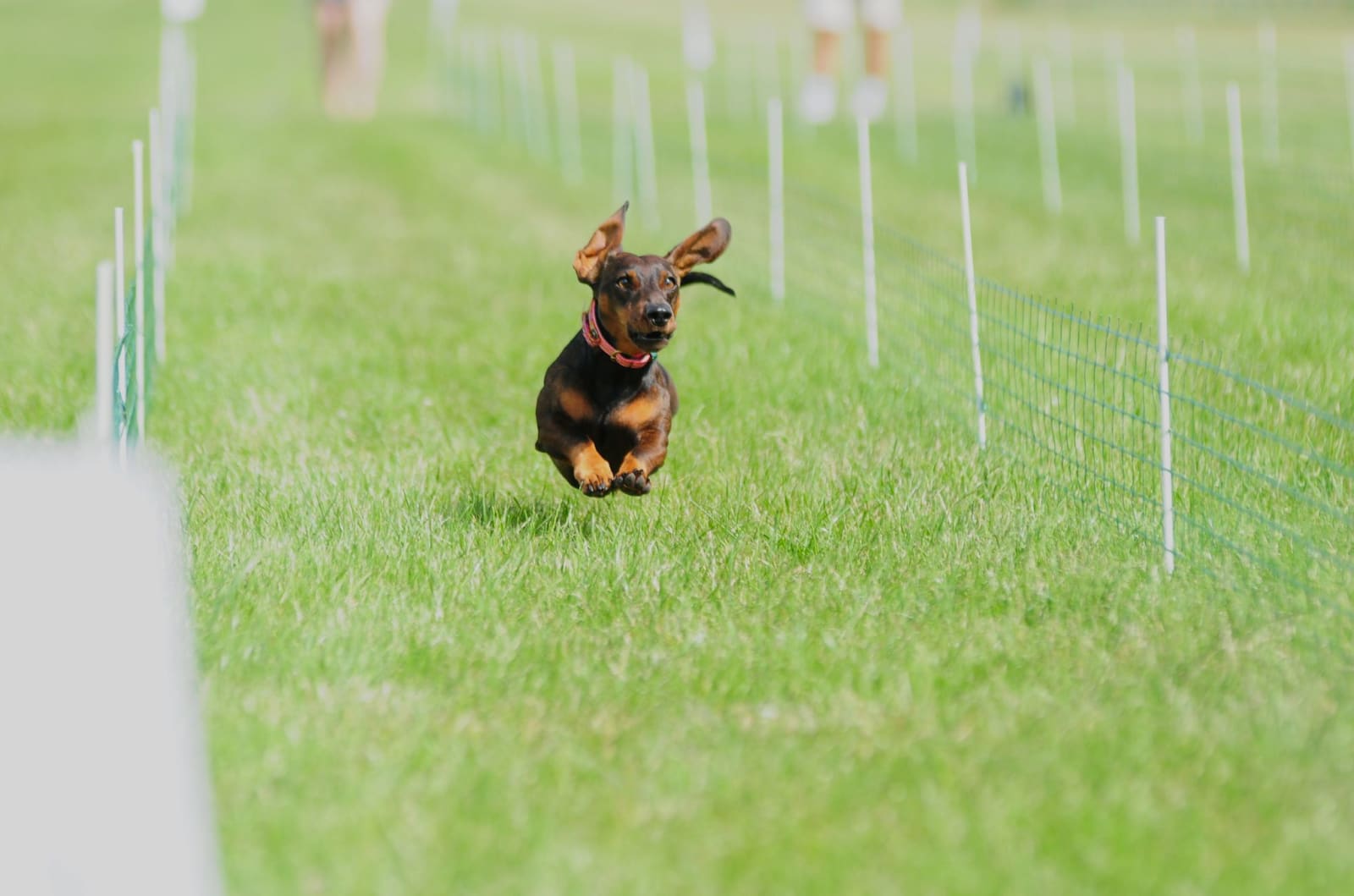 Germany’s Speediest Dachshund Crowned After contentious Race