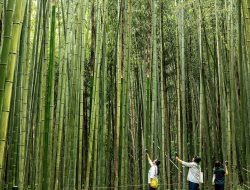 **Damyang’s Harmonious Trails: Where Nature Meets Silence**