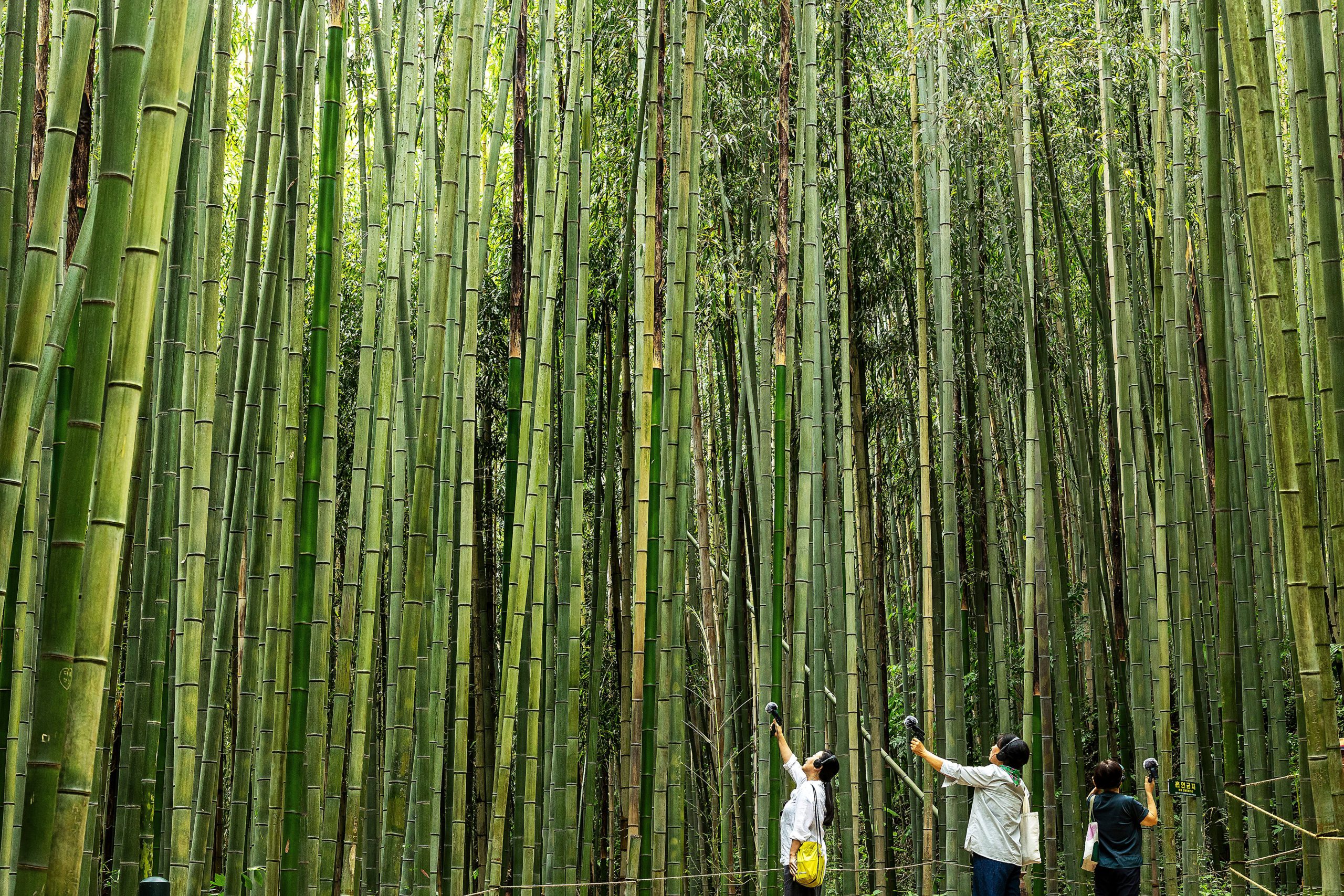 **Damyang’s Harmonious Trails: Where Nature Meets Silence**