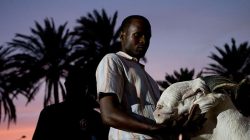 Senegal’s Elite Sheep Compete for Bloodline Glory at Prestigious Pageant in Canada