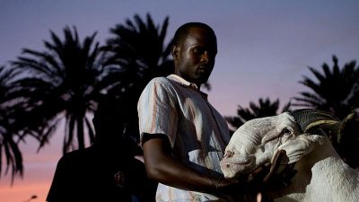 Senegal’s Elite Sheep Compete for Bloodline Glory at Prestigious Pageant in Canada