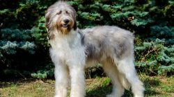 Revealed: Britain’s Priciest Pooch Costs a Staggering £16,000