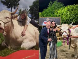 Cow Crowned Spanish Beauty Queen for “Comely Horns and Charming Personality”