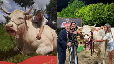 Cow Crowned Spanish Beauty Queen for “Comely Horns and Charming Personality”