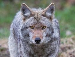 IDNR Invites You to Discover Coyote Tracking in Danville IDNR Invites You to Discover Coyote Tracking in Danville