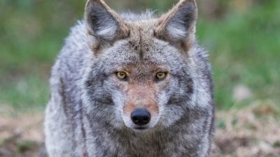 IDNR Invites You to Discover Coyote Tracking in Danville