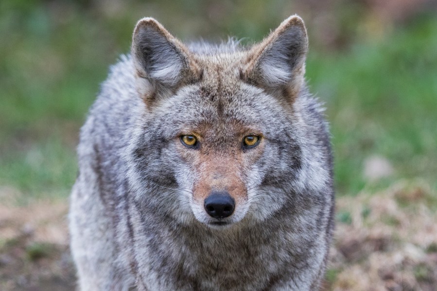 IDNR Invites You to Discover Coyote Tracking in Danville