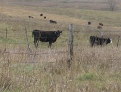 Rising Rent Prices for North Dakota Pastures: What You Need to Know