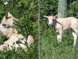 Baby Animal on Verge of Extinction Born at Iowa Zoo: An Endangered Treasure
