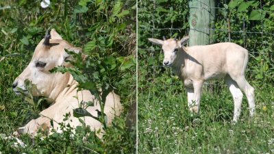 Baby Animal on Verge of Extinction Born at Iowa Zoo: An Endangered Treasure