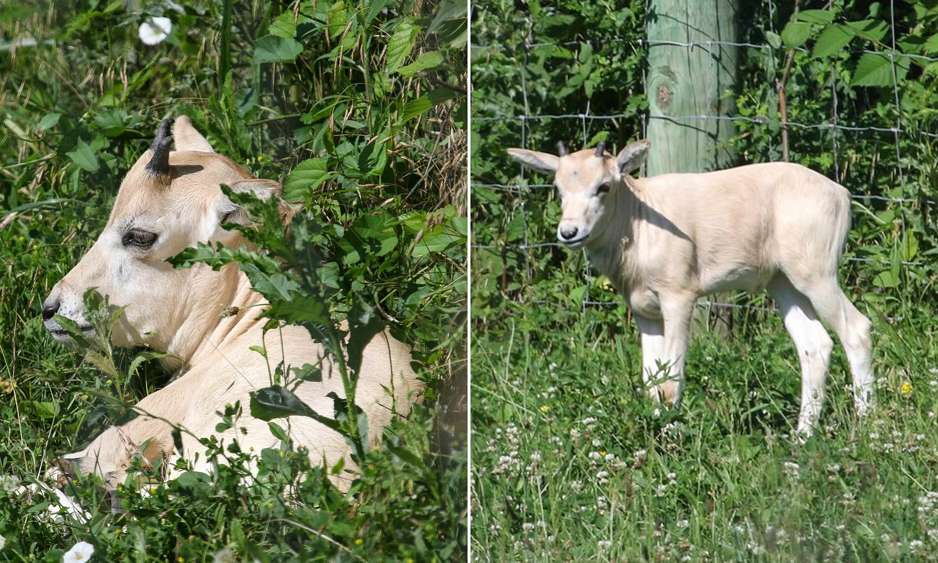 Baby Animal on Verge of Extinction Born at Iowa Zoo: An Endangered Treasure