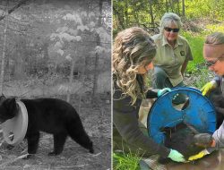 Baby Bear Rescued After 2 Years with Plastic Lid Trapped on Neck