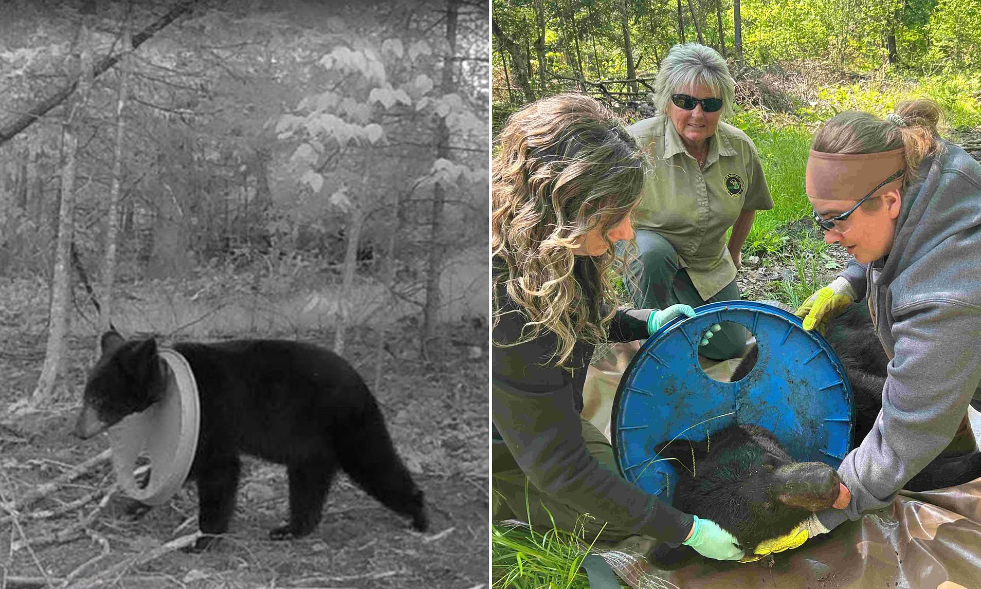 Baby Bear Rescued After 2 Years with Plastic Lid Trapped on Neck