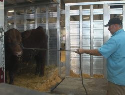 2025 National Junior Shorthorn Show: Keeping Cattle Cool in Grand Island’s Heat