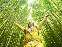 A Tropical Paradise Trail: Stroll Through a Majestic Bamboo Forest in Hawaii A Tropical Paradise Trail: Stroll Through a Majestic Bamboo Forest in Hawaii