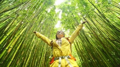 A Tropical Paradise Trail: Stroll Through a Majestic Bamboo Forest in Hawaii