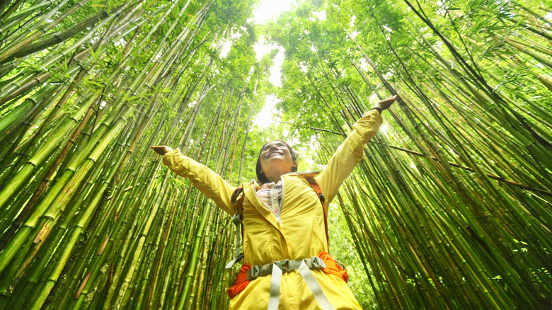 A Tropical Paradise Trail: Stroll Through a Majestic Bamboo Forest in Hawaii