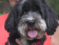 Scorching Summers Can Send Pets to the Vet. Here’s How to Keep Them Safe. Scorching Summers Can Send Pets to the Vet. Here’s How to Keep Them Safe.