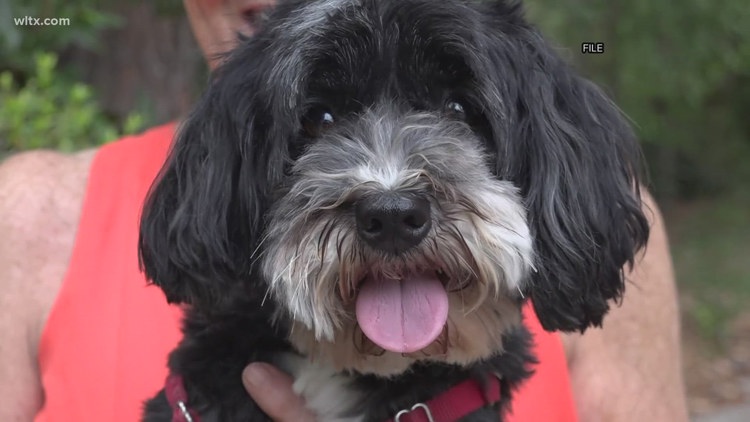 Scorching Summers Can Send Pets to the Vet. Here’s How to Keep Them Safe.
