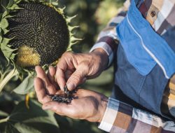 How to Tell When Sunflower Seeds Are Ripe for a Protein-Packed Snack How to Tell When Sunflower Seeds Are Ripe for a Protein-Packed Snack