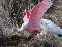 Explore JN Ding Darling National Wildlife Refuge: The Ultimate Guide
