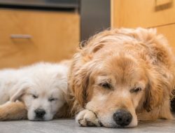 Golden Retriever Has Snuggled With Her Brother Since Puphood, and It’s Beyond Adorable
