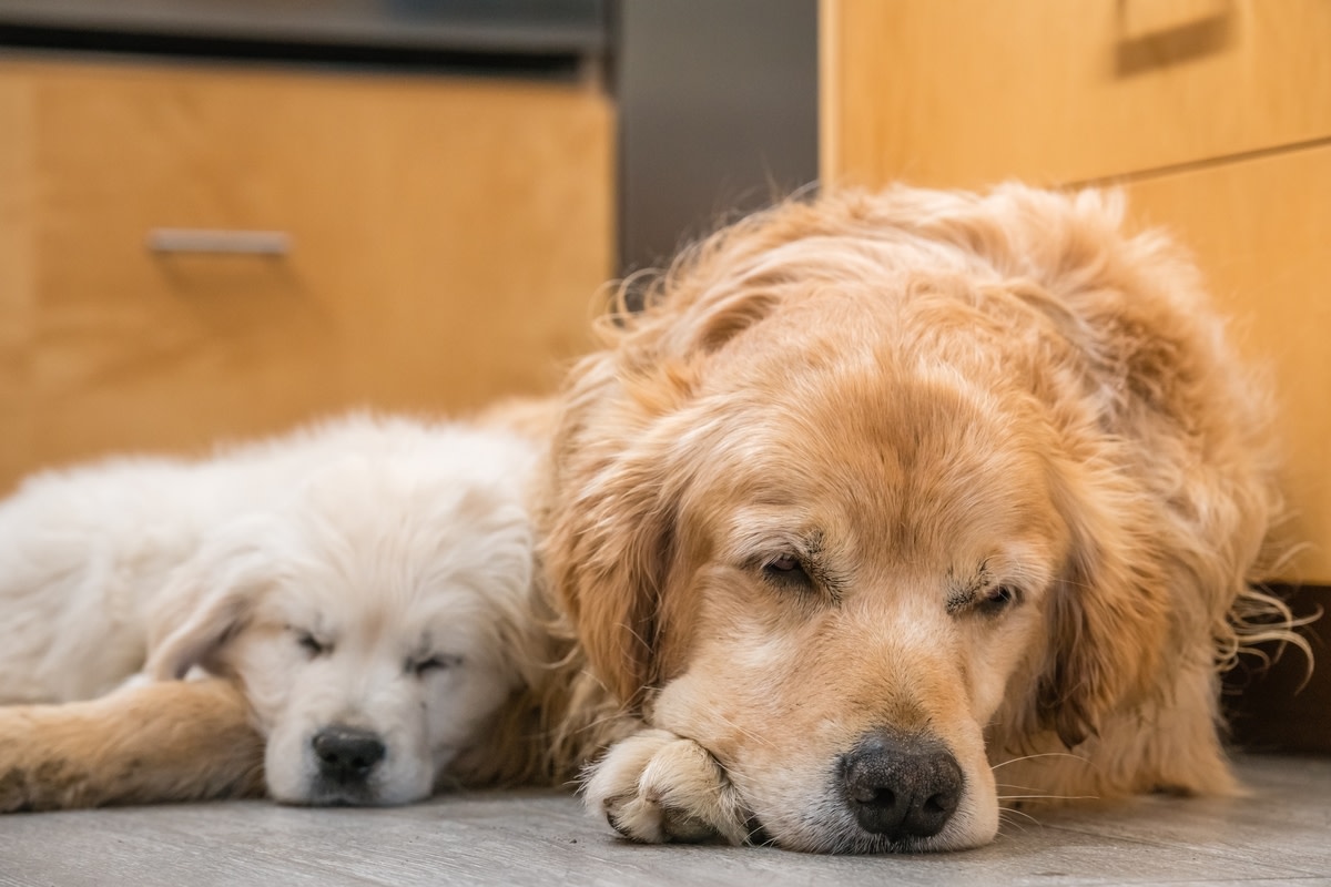 Golden Retriever Has Snuggled With Her Brother Since Puphood, and It’s Beyond Adorable