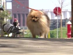 Pigeon and Dog Form Unlikely Bond, Comfort Woman Grieving Daughter Loss