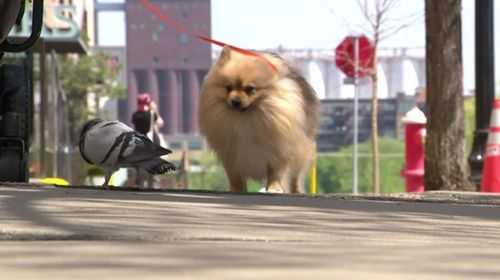 Pigeon and Dog Form Unlikely Bond, Comfort Woman Grieving Daughter Loss