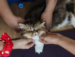 Cara Mudah Mengetahui Jenis Kelamin Anak Kucing