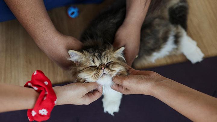 Cara Mudah Mengetahui Jenis Kelamin Anak Kucing