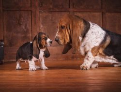 Basset Hound’s Heartwarming Love for His Tiny Puppy Sibling Will Melt Any Heart Basset Hound’s Heartwarming Love for His Tiny Puppy Sibling Will Melt Any Heart
